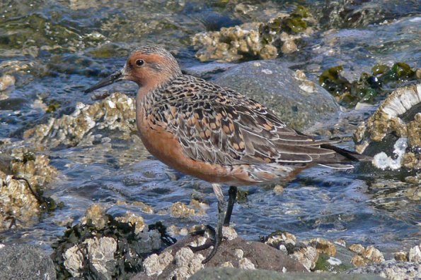 red-knot-portrait