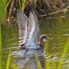 red-necked-phalarope-with-wings-raised