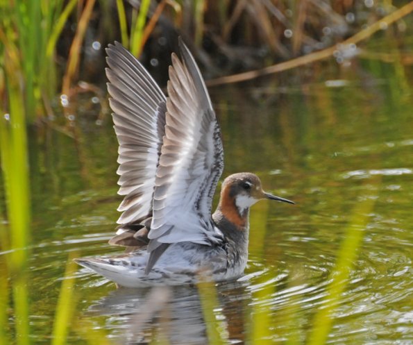 red-necked-phalarope-with-wings-raised