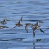 red-necked-phalaropes-in-flight