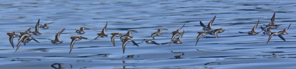 red-necked-phalaropes-in-flight
