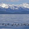 red-necked-phalaropes-on-salt-water