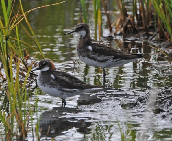 red-necked-phalaropes-portrait