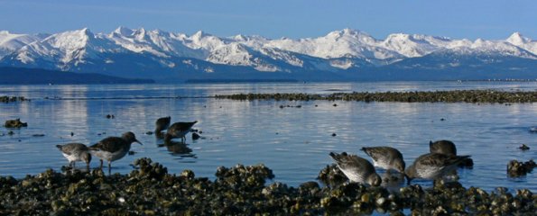 rock-sandpiper-and-chilkats