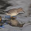 rock-sandpiper-at-sheep-creek