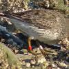 rock-sandpiper-banded-march-23-2014