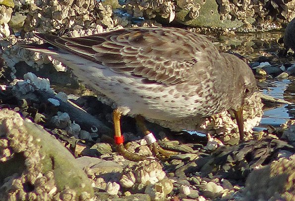 rock-sandpiper-banded-march-23-2014