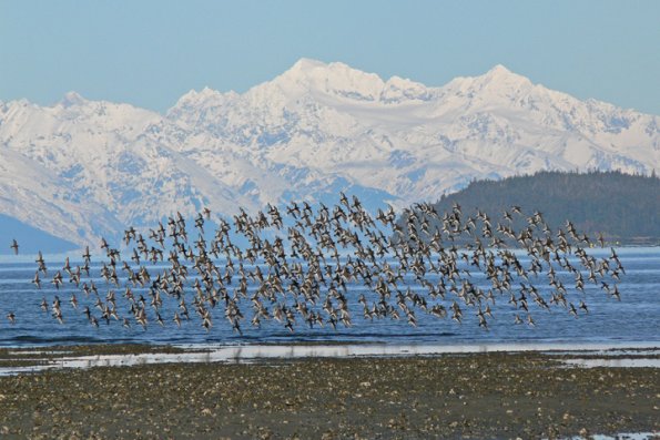 rock-sandpiper-flock-eagle-beach