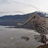 rock-sandpipers-gopro-video-grab-frame-2