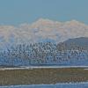 rock-sandpipers-in-flight-1