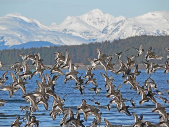 rock-sandpipers-in-flight-eagle-beach