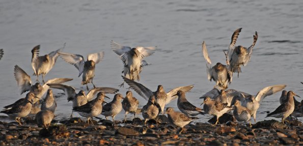 rock-sandpipers-landing