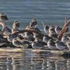 rock-sandpipers-resting-3
