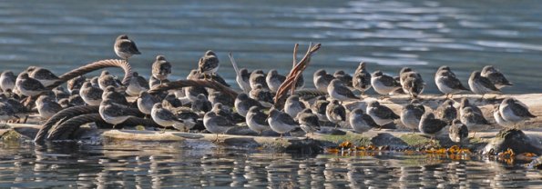 rock-sandpipers-resting-3