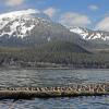 rock-sandpipers-resting-juneau-alaska