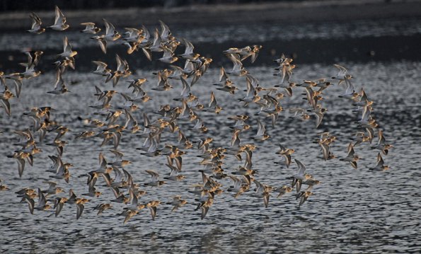 rock-sandpipers-side-view