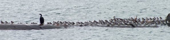 rock-sandpipers-sleeping-pelagic-cormorant