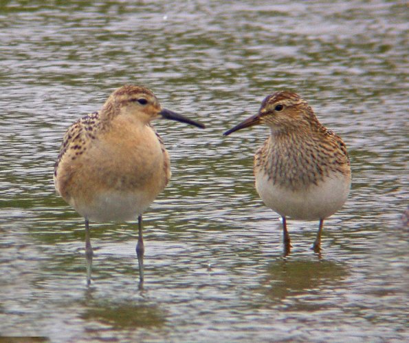 ruff-and-pectoral-sandpiper