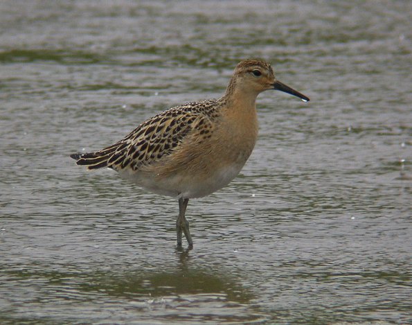 ruff-juvenile