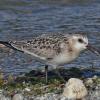 sanderling-eating-macoma-clam