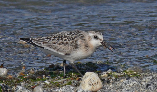 sanderling-eating-macoma-clam