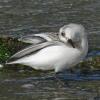 sanderling-grooming
