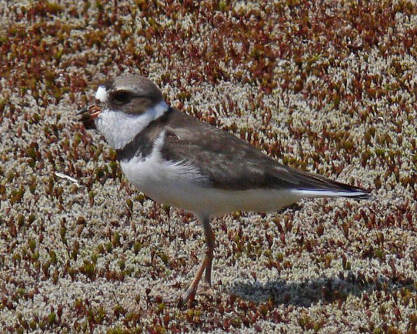semipalmated-plover-juvenile