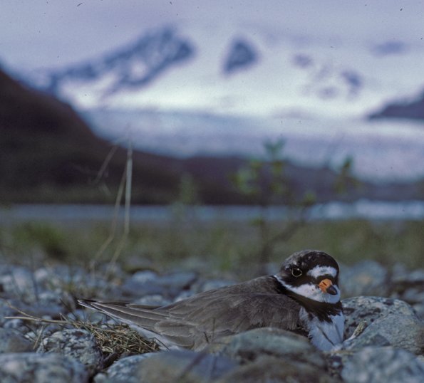semipalmated-plover-on-nest-in-front-of-mend-glacier
