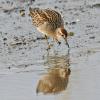 sharp-tailed-sandpiper-front-view