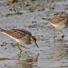 sharp-tailed-sandpiper-left-and-pectoral-sandpiper