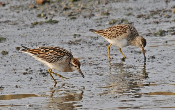 sharp-tailed-sandpiper-left-and-pectoral-sandpiper