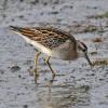sharp-tailed-sandpiper-side-view