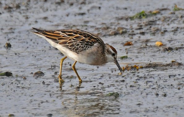 sharp-tailed-sandpiper-side-view