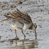 sharp-tailed-sandpiper-with-feathers-fluffed