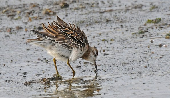 sharp-tailed-sandpiper-with-feathers-fluffed
