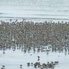 shorebirds-at-hartney-bay-cordova-with-raynox