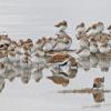 shorebirds-in-hartney-bay-cordova-2