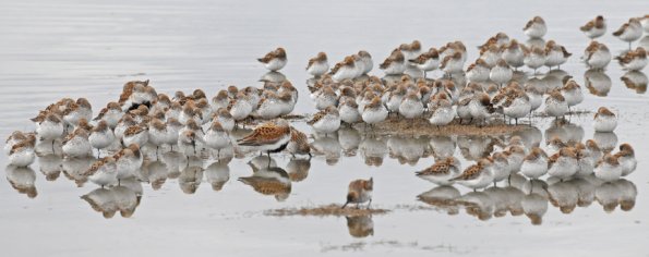 shorebirds-in-hartney-bay-cordova-2