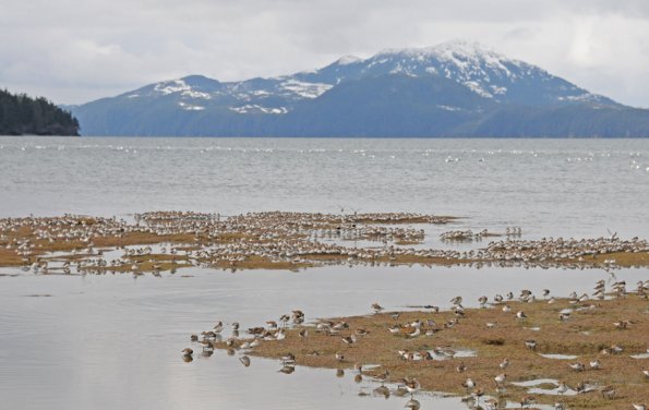 shorebirds-in-hartney-bay-cordova