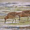 short-billed-dowitchers-feeding