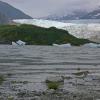 spotted-sandpiper-and-mendenhall-glacier-2