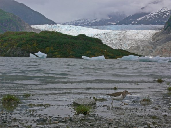 spotted-sandpiper-and-mendenhall-glacier-2