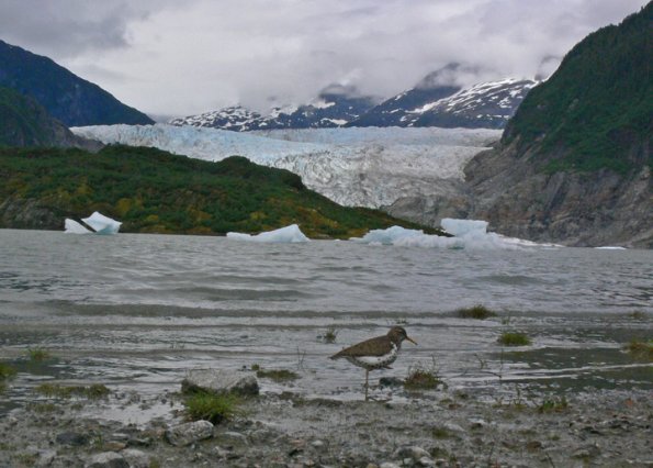 spotted-sandpiper-and-mendenhall-glacier