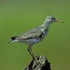 spotted-sandpiper-breeding