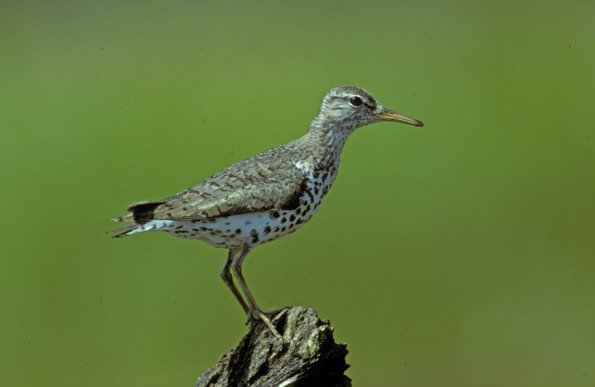 spotted-sandpiper-breeding