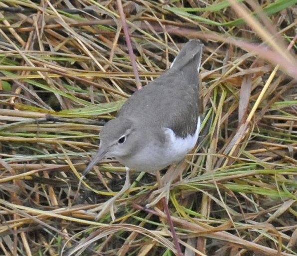 spotted-sandpiper-juvenile