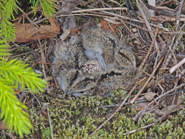 spotted-sandpiper-nest-along-kowee-creek