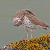 spotted-sandpiper-preening