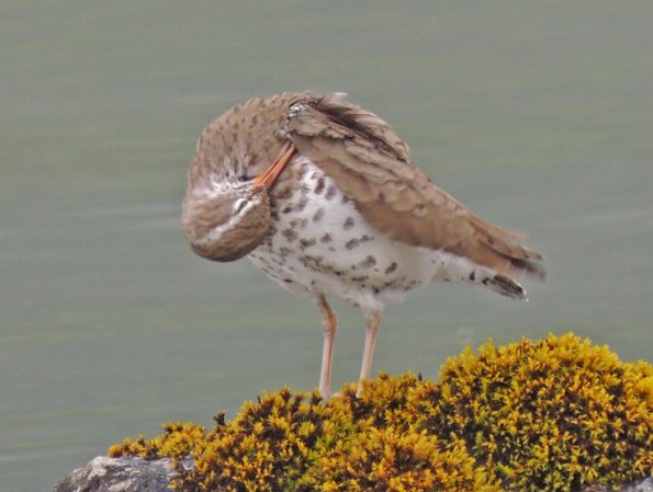 spotted-sandpiper-preening