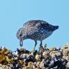 surfbird-eating-blue-mussel